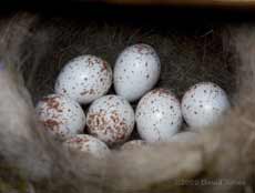 The nine Great Tit eggs this afternoon