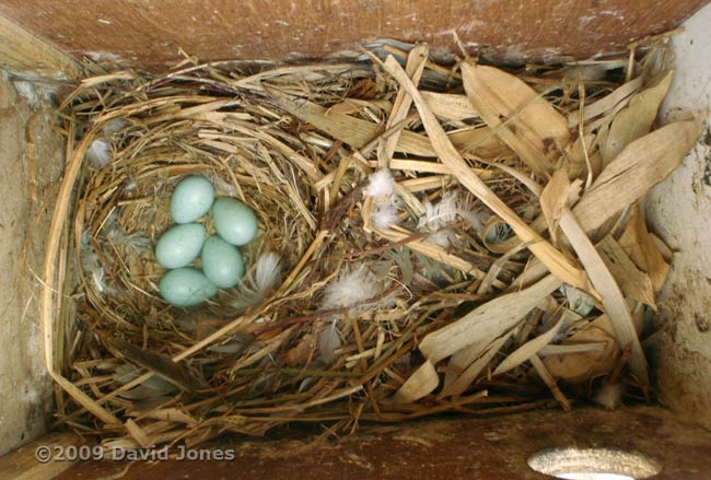 The five Starling eggs this afternoon, showing complete nest