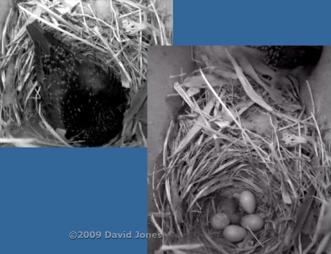 The first Starling chick hatches just after 5.30am