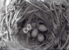 The third Starling chick hatches just before 9.18am