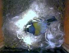 The Great Tit continues her incubating on a sunny morning