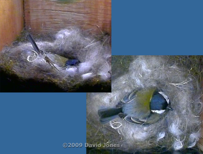 Two views of the Great Tit continuing her incubating