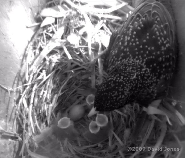 The first four Starling eggs have hatched - 1