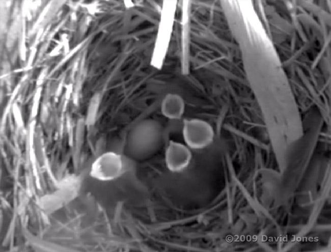 The first four Starling eggs have hatched - 2
