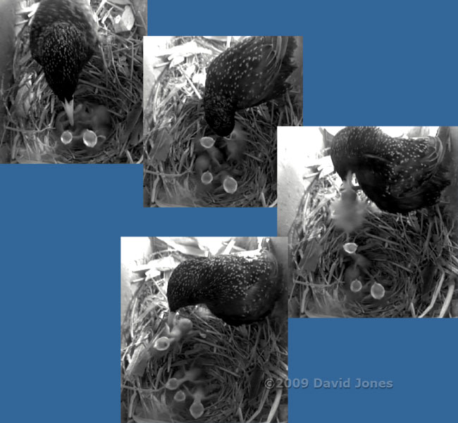 Starling chick gets an unexpected ride - 1