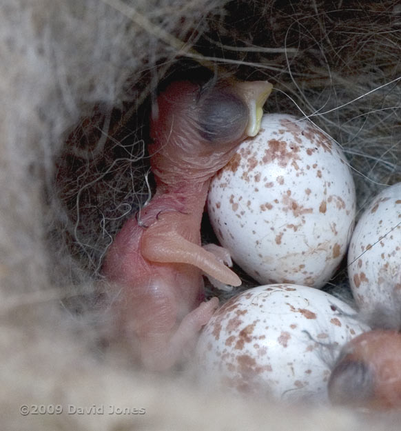 A great Tit chick soon after hatching