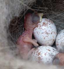 A great Tit chick soon after hatching