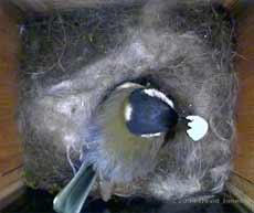 Great Tit female removes shell at 5pm