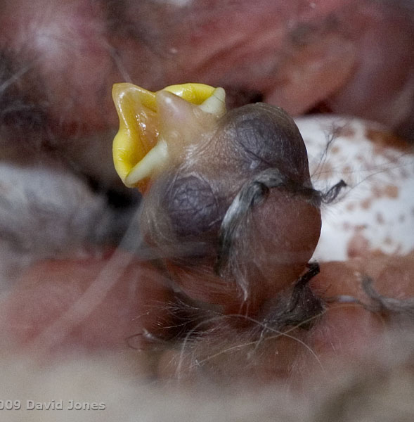Great Tit chick showing matted down