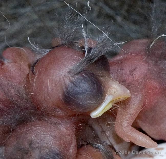 Great Tit chick showing tufted down