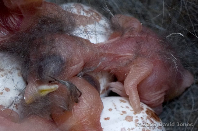 Great Tit chick showing down on head and back