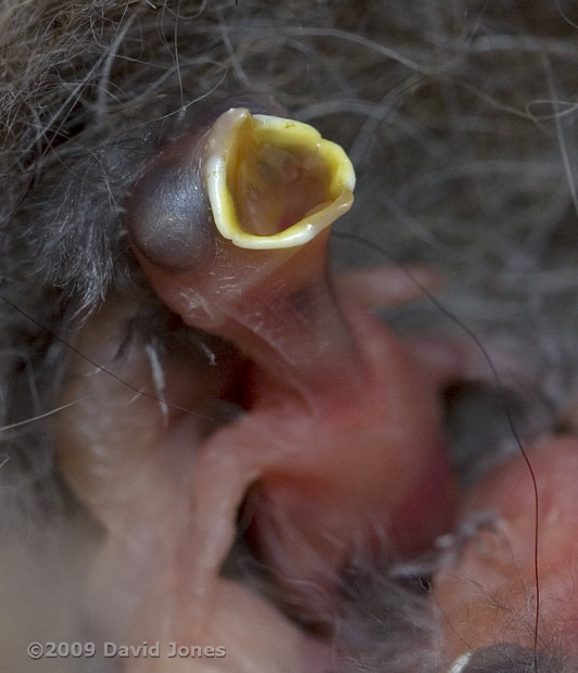 Great Tit chick showing its gape