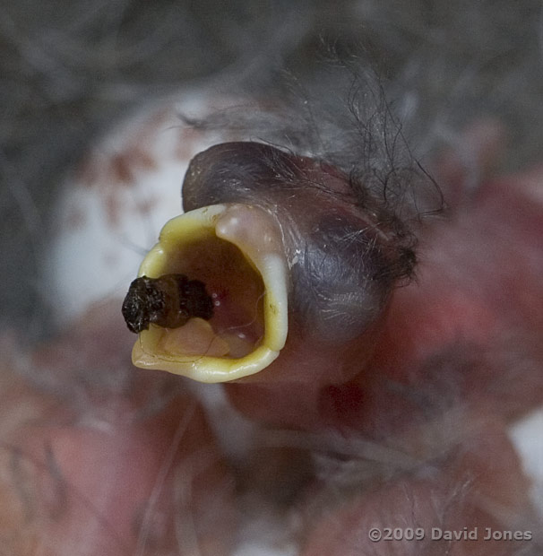 Great Tit chick mouth, showing food caught by the triangular tongue
