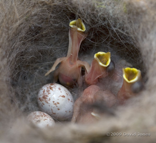 Great Tit chicks this afternoon - 1