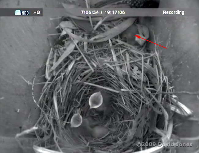 Only two Starling chicks still alive by late morning