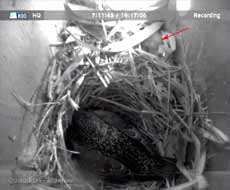 The female Starling sits, but with a dead chick at the box entrance