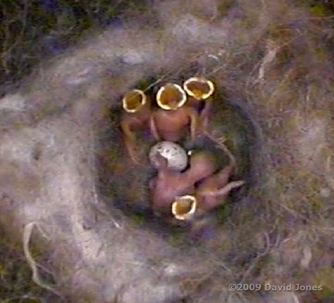 The five surviving Great Tit chicks this evening