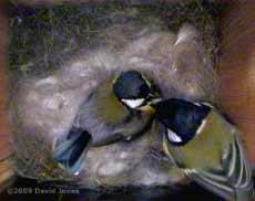 Great Tit male brings food