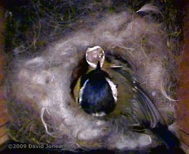 Great Tit female removes broken shell