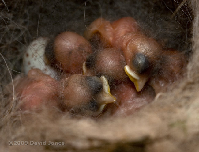 The Great Tit chicks this evening - 1