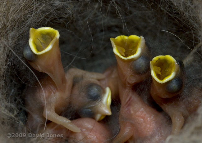 The Great Tit chicks this evening - 3