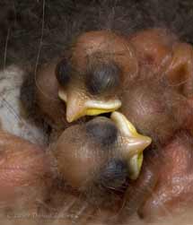 The Great Tit chicks this evening