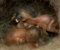 The Great Tit chicks after 2-3 days