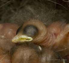 The Great Tit chick - close-up showing closed eye