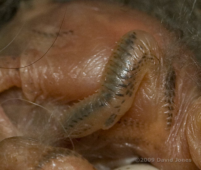 The Great Tit chicks showing early development of wing feathers - close-up