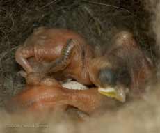 The Great Tit chicks showing early development of wing feathers