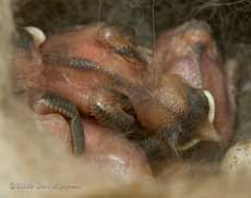 One of the Great Tit chicks this evening