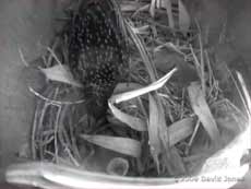 The surviving Starling chick almost hidden by bamboo leaves