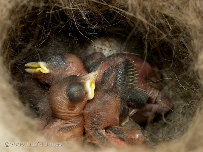 The Great Tit chicks at 5pm