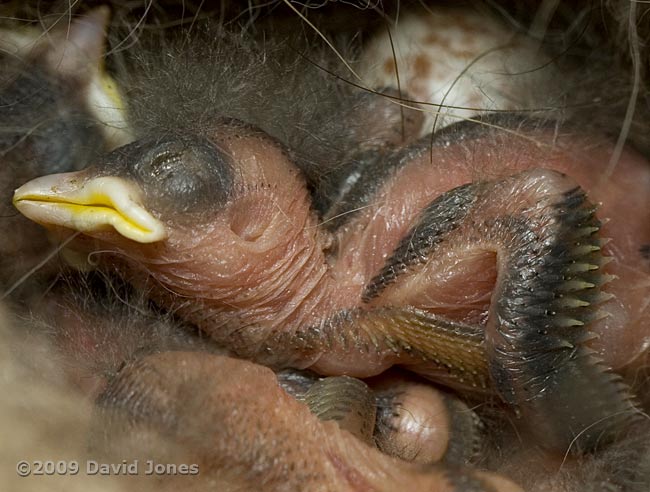 A Great Tit chick at 5pm - side view (cropped image)