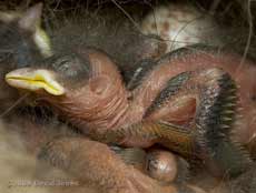A Great Tit chick at 5pm - side view (cropped image)