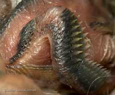 A Great Tit chick at 5pm - detail of wing development