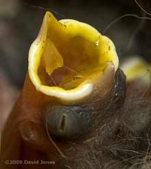 A Great Tit chick at 5pm - detail of eye development and mouth
