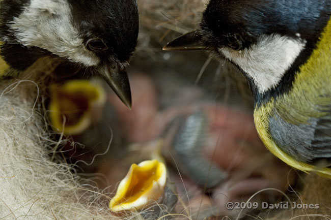 The Great Tit parents look into the nest cup