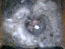 Great Tit cctv image with chicks hidden from view