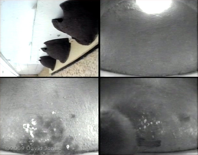Composite cctv image showing Blue Tit in House Martin nest 2