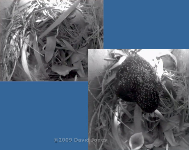 Starling chick hidden under bamboo leaves