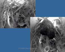 Starling chick hidden under bamboo leaves