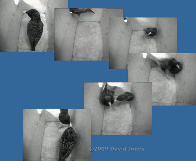 Starling encounter at roosting time - 1