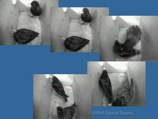 Starling encounter at roosting time - 2