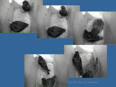 Starling encounter at roosting time - 2