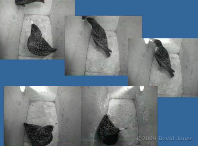 Starling encounter at roosting time - 3