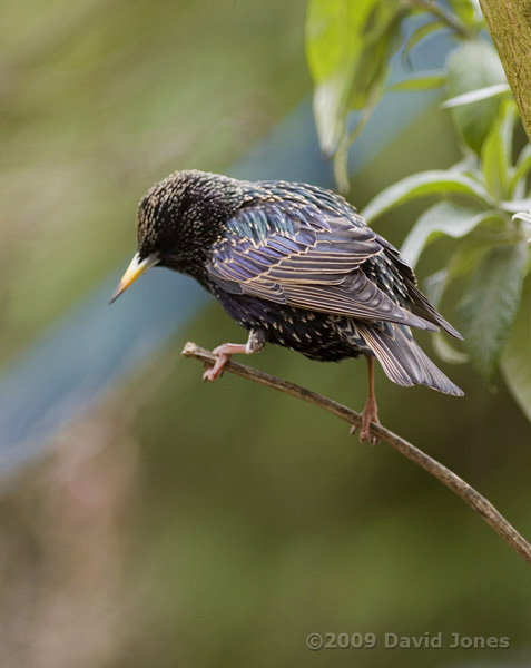 One of the Starling pair in the garden