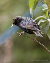 One of the Starling pair in the garden