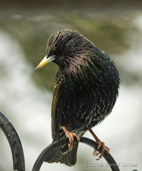 A Starling perched on a feeder support - yesterday