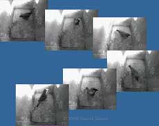 A House Sparrow inspects a starling nest box